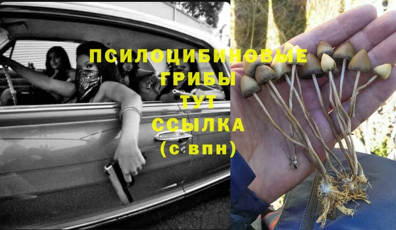 кракен   Туринск  Галлюциногенные грибы Psilocybine cubensis 